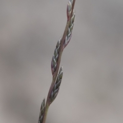 Tripogonella loliiformis at Michelago, NSW - 29 Mar 2020