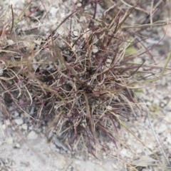 Tripogonella loliiformis at Michelago, NSW - 29 Mar 2020