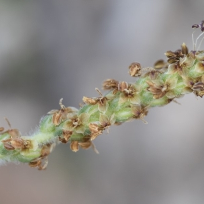 Plantago varia (Native Plaintain) at Michelago, NSW - 29 Mar 2020 by Illilanga