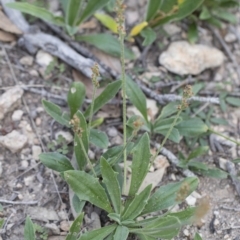 Plantago varia at Michelago, NSW - 29 Mar 2020 05:09 PM