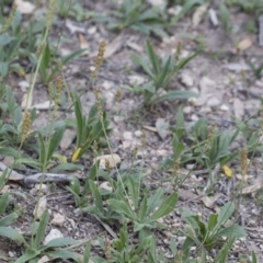 Plantago varia at Michelago, NSW - 29 Mar 2020 05:09 PM