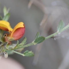 Mirbelia oxylobioides (Mountain Mirbelia) at Illilanga & Baroona - 29 Mar 2020 by Illilanga