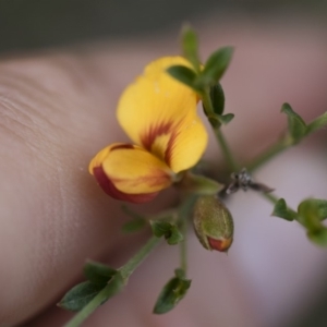 Mirbelia oxylobioides at Michelago, NSW - 29 Mar 2020