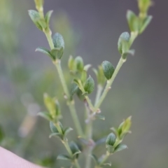 Mirbelia oxylobioides at Michelago, NSW - 29 Mar 2020