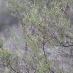 Mirbelia oxylobioides at Michelago, NSW - 29 Mar 2020