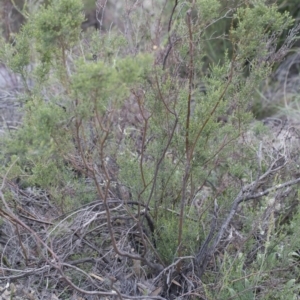 Mirbelia oxylobioides at Michelago, NSW - 29 Mar 2020