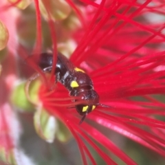 Hylaeus (Euprosopoides) rotundiceps (Hylaeine colletid bee) at Black Street Grasslands to Stirling Ridge - 29 Mar 2020 by PeterA