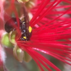 Hylaeus (Euprosopoides) rotundiceps at Yarralumla, ACT - 29 Mar 2020 02:09 PM