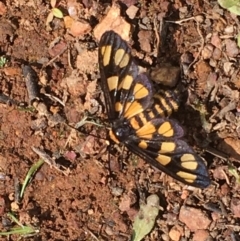 Amata (genus) (Handmaiden Moth) at Mount Majura - 26 Mar 2020 by JaneR