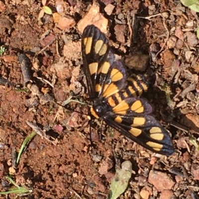 Amata (genus) (Handmaiden Moth) at Mount Majura - 26 Mar 2020 by JaneR