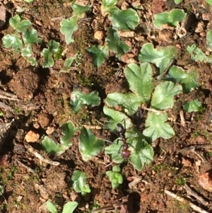 Riccia cartilaginosa at Hackett, ACT - 26 Mar 2020