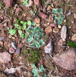 Riccia cartilaginosa at Hackett, ACT - 26 Mar 2020