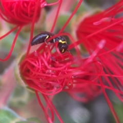 Hylaeus euxanthus at Yarralumla, ACT - 29 Mar 2020 by PeterA