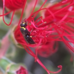 Hylaeus euxanthus at Yarralumla, ACT - 29 Mar 2020