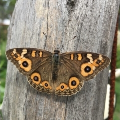 Junonia villida (Meadow Argus) at Lower Borough, NSW - 28 Mar 2020 by mcleana