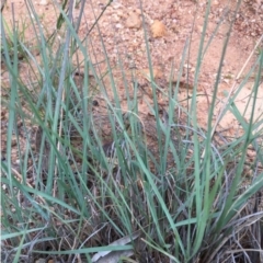 Eragrostis curvula (African Lovegrass) at Boro, NSW - 28 Mar 2020 by mcleana