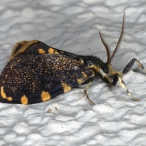 Cebysa leucotelus at Ainslie, ACT - 29 Mar 2020