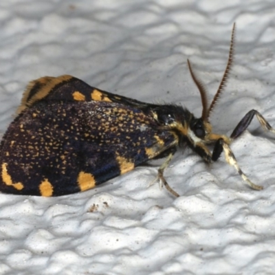 Cebysa leucotelus (Australian Bagmoth) at Ainslie, ACT - 28 Mar 2020 by jbromilow50