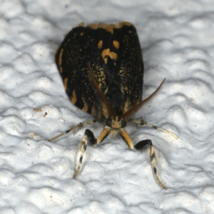 Cebysa leucotelus at Ainslie, ACT - 29 Mar 2020