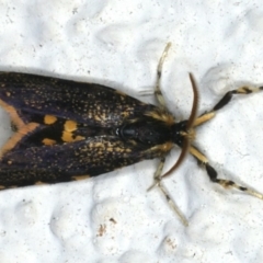 Cebysa leucotelus at Ainslie, ACT - 29 Mar 2020