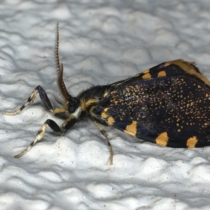 Cebysa leucotelus at Ainslie, ACT - 29 Mar 2020