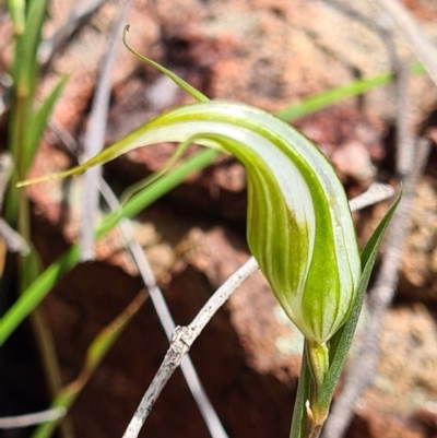 Diplodium ampliatum (Large Autumn Greenhood) at Denman Prospect, ACT - 29 Mar 2020 by AaronClausen