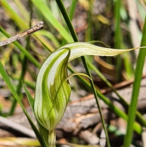 Diplodium ampliatum at Denman Prospect, ACT - 30 Mar 2020