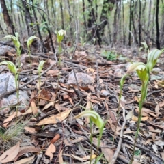 Diplodium ampliatum at Denman Prospect, ACT - 30 Mar 2020