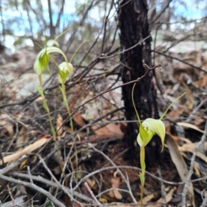 Diplodium ampliatum at Denman Prospect, ACT - 30 Mar 2020