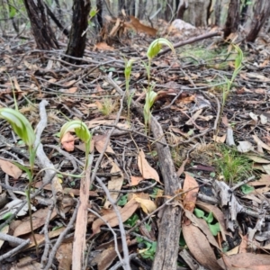 Diplodium ampliatum at Denman Prospect, ACT - 30 Mar 2020