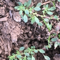 Dysphania glomulifera subsp. glomulifera (Pigweed) at Majura, ACT - 29 Mar 2020 by JaneR
