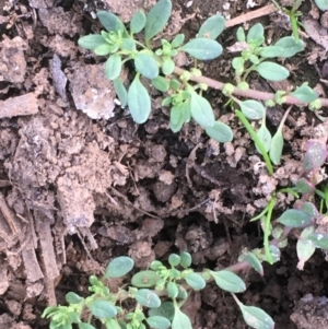 Dysphania glomulifera subsp. glomulifera at Majura, ACT - 29 Mar 2020