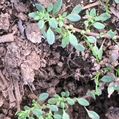 Dysphania glomulifera subsp. glomulifera (Pigweed) at Majura, ACT - 29 Mar 2020 by JaneR