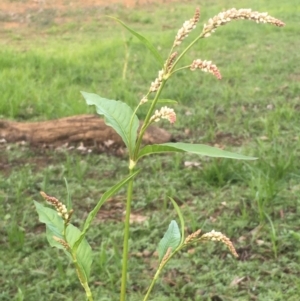 Persicaria lapathifolia at Majura, ACT - 29 Mar 2020