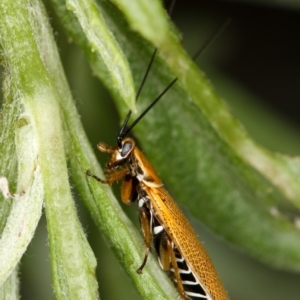 Ellipsidion humerale at Melba, ACT - 12 Jan 2010