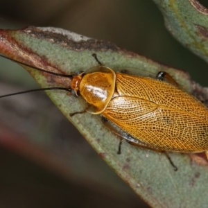 Ellipsidion humerale at Dunlop, ACT - 15 Jan 2013 10:01 AM