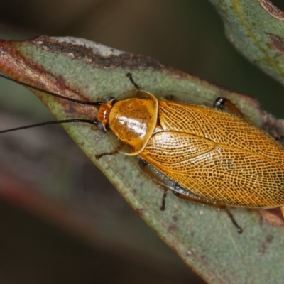 Ellipsidion humerale (Common Ellipsidion) at Dunlop, ACT - 14 Jan 2013 by Bron