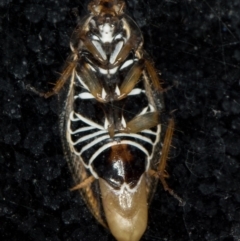 Ellipsidion humerale (Common Ellipsidion) at Melba, ACT - 27 Jan 2016 by Bron