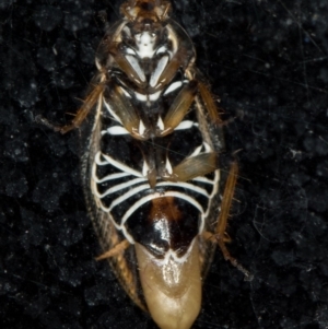 Ellipsidion humerale at Melba, ACT - 27 Jan 2016 03:56 PM