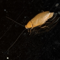 Ellipsidion humerale at Melba, ACT - 27 Jan 2016 03:56 PM