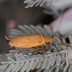 Ellipsidion humerale (Common Ellipsidion) at Hall, ACT - 30 Dec 2016 by Bron