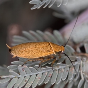 Ellipsidion humerale at Hall, ACT - 30 Dec 2016