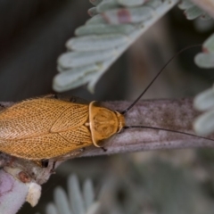 Ellipsidion humerale at Hall, ACT - 30 Dec 2016