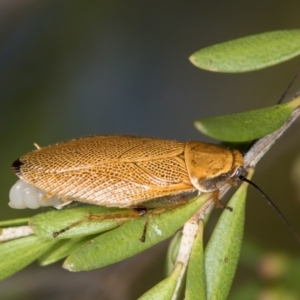 Ellipsidion humerale at Dunlop, ACT - 22 Jan 2017