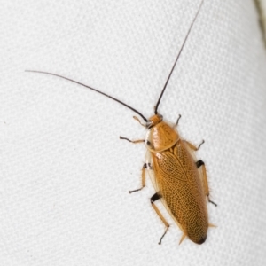 Ellipsidion humerale at Melba, ACT - 2 Jan 2019 12:02 PM