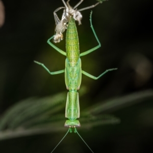 Orthodera ministralis at Weetangera, ACT - 25 Jan 2019 02:46 AM