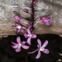 Dipodium roseum (Rosy hyacinth orchid) at Crace, ACT - 25 Mar 2020 by DerekC