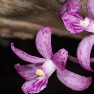 Dipodium roseum at Crace, ACT - suppressed