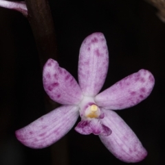 Dipodium roseum at Crace, ACT - 25 Mar 2020