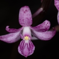 Dipodium roseum at Crace, ACT - 25 Mar 2020